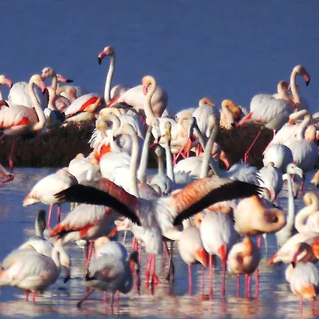 Apartman Lagomare Lido di Spina