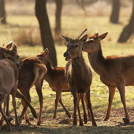 Apartman Lagomare Lido di Spina